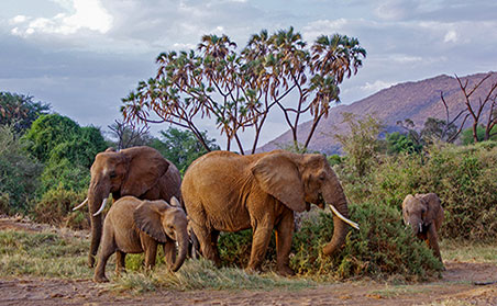 Botswana - Safari, Conservation and Community - Elephants in the Bush