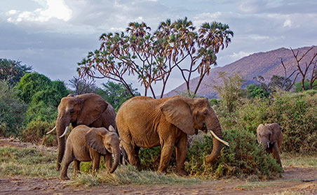 Best of Cape Town and Botswana - Elephants in the Bush