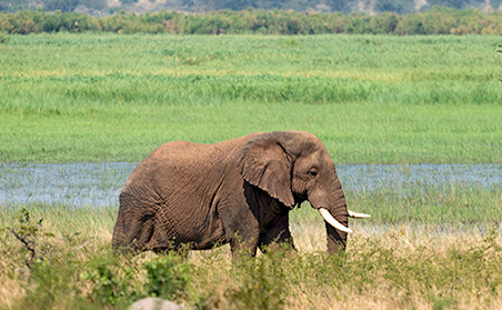 Classic Rwanda - Elephant