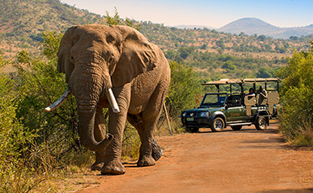 Classic Southern Africa - Elephant on Game Drive