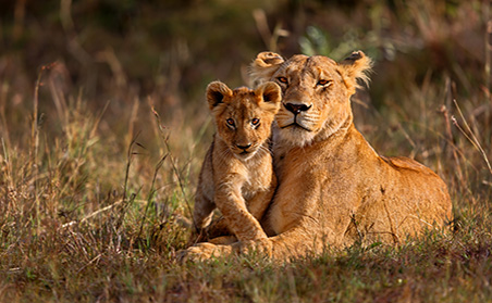 lioness and cub