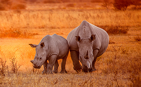 Enchanting Kenya - Rhinos