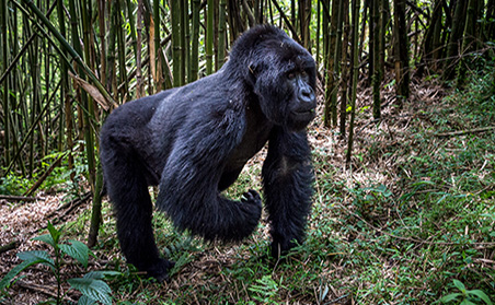 Gorillas of Rwanda