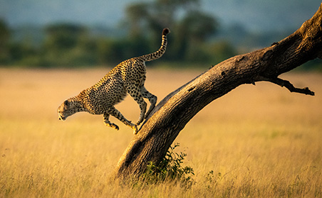 Luxury Kenya Safari - Leaping Cheetah