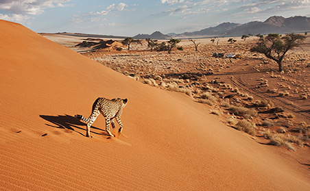 Namibian Adventure - Cheetah on the Dune