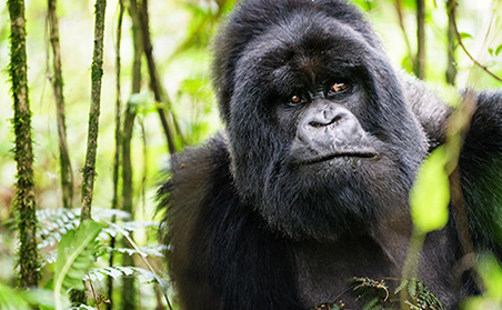 Gorilla in Rwanda