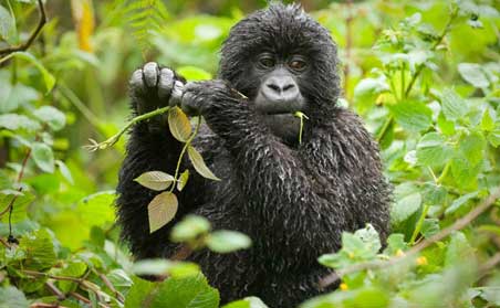 Primates of Uganda - Luxury Edition