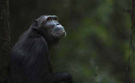Primates of Uganda