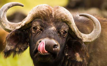 Tented Safari in Style - Buffalo Sticking Tongue Out