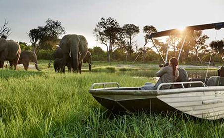 Ultimate Botswana and Zambia - Elephant 