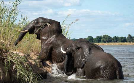 Zimbabwe Safari in Style