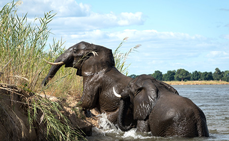 Elephants in Zimbabwe