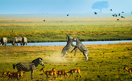 Tanzania Safaris - Zebra Scuffle