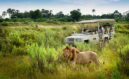 lion world travel botswana