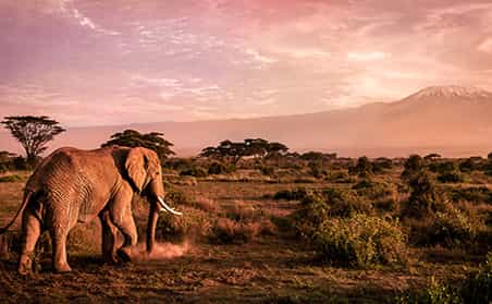 kenya safari land cruiser