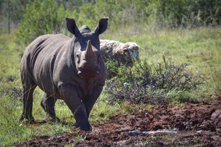 Rhino at Shamwari private reserve in South Africa.