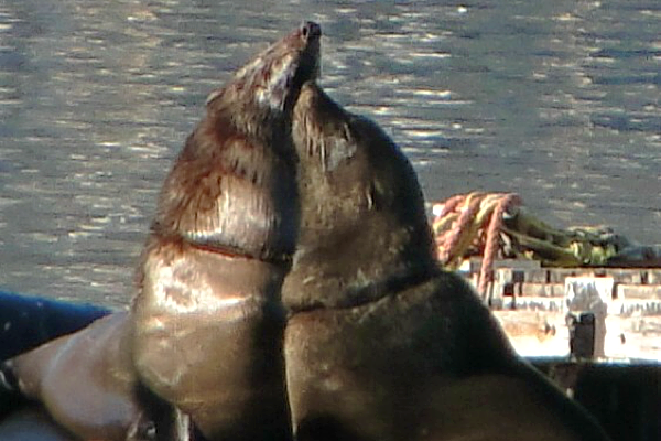 Seals hugging