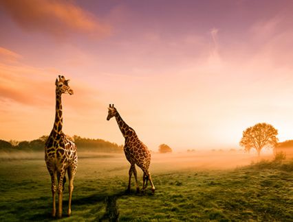 Two Giraffes in Africa