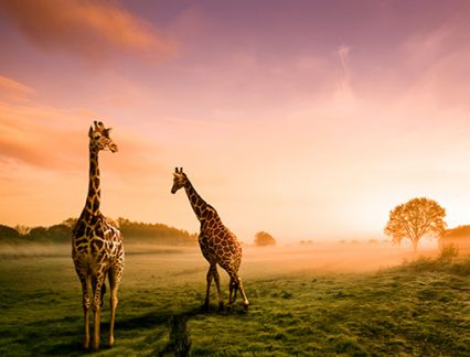 south africa safari deals