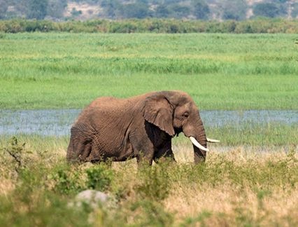 Elephant in Rwanda, by Magashi Camp