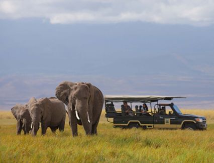 East Africa SkySafari - Elephants