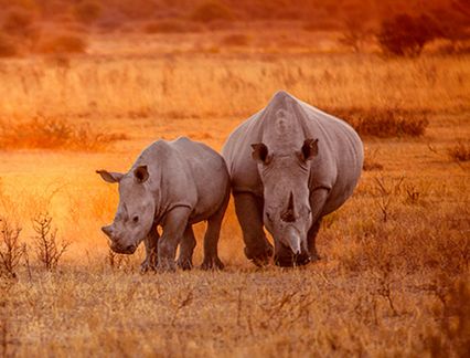 Enchanting Kenya - Rhinos