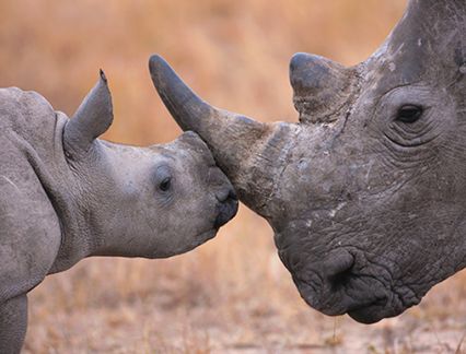 Rhinos in South Africa