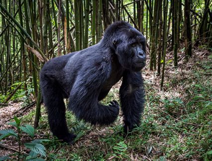 Silverback Gorilla in Rwanda