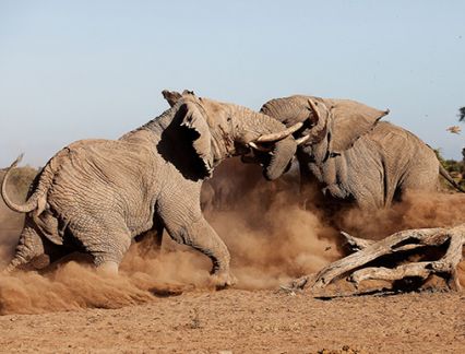 Elephants at Tortilis Camp