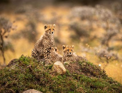 Cheetahs in Kenya