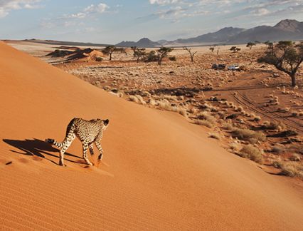 Cheetah in Namibia