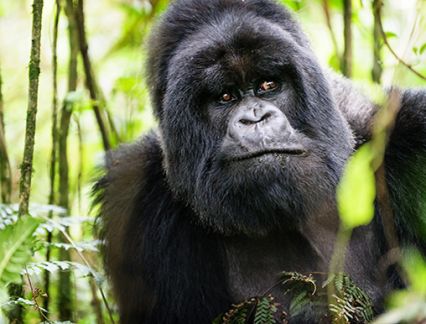 Gorilla in Rwanda