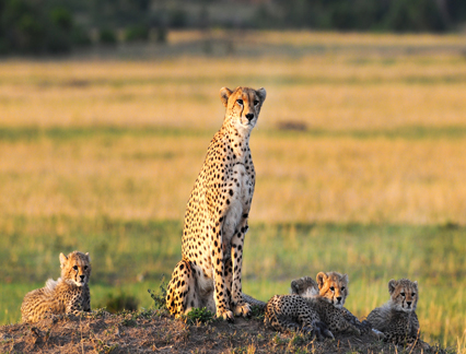 Tipilikwani Mara Camp, cheetah family resting in tall grass.