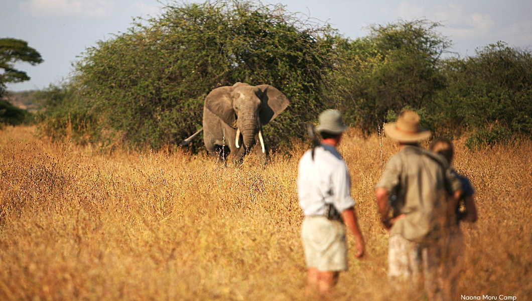 walking-safari