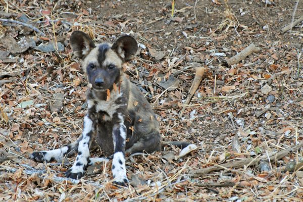 Wild Dog Puppy in Africa