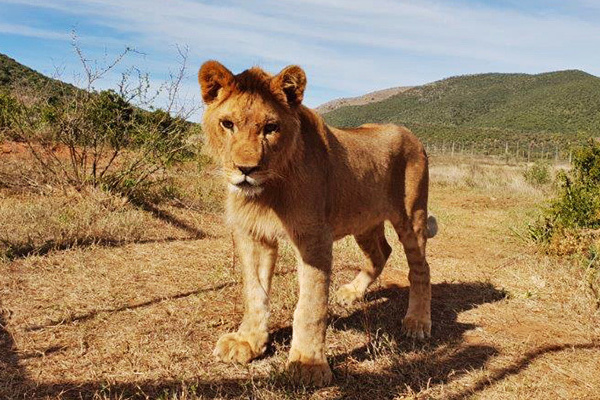 King the Lion as a cub