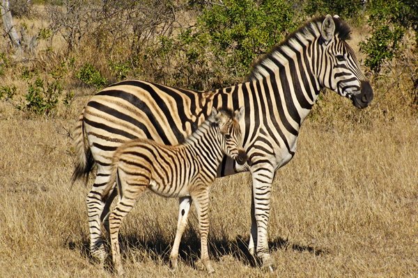 Zebra mom and baby in Africa