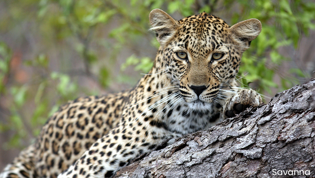 Leopard at Savanna