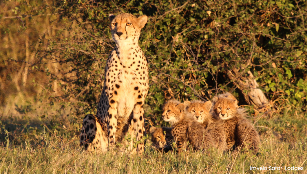 Zimbabwe - Cheetahs Zimbabwe - Cheetahs