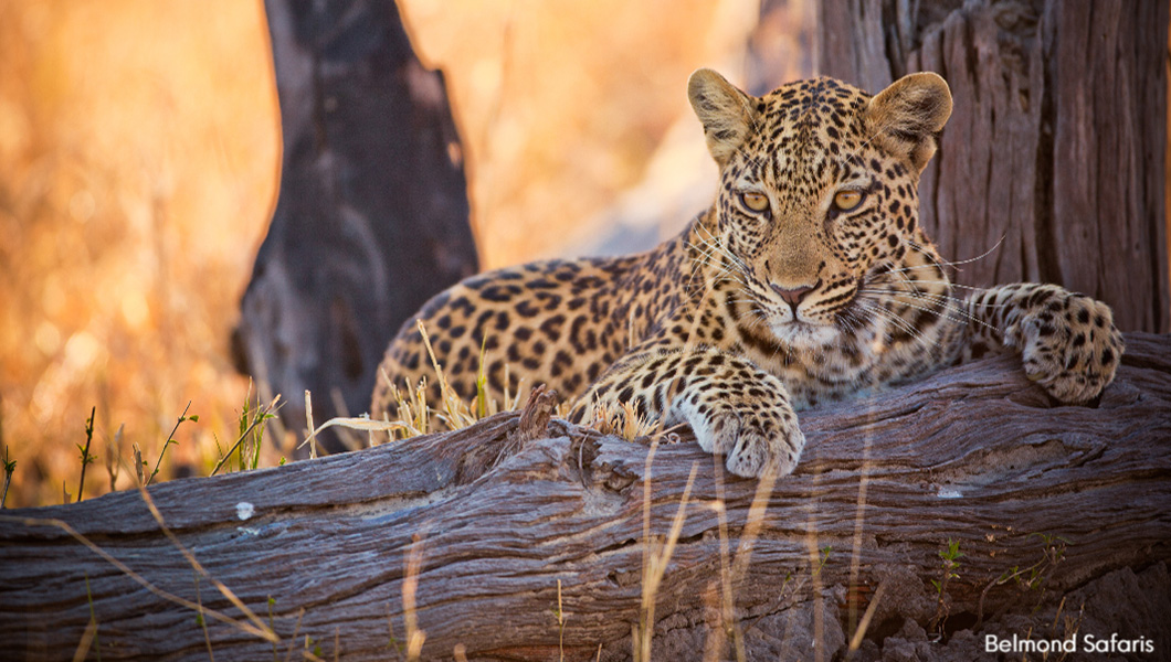 Leopard by Belmond Safaris
