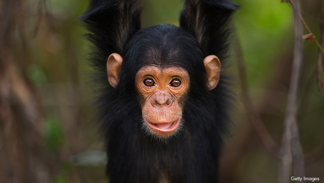 Chimpanzee in Africa