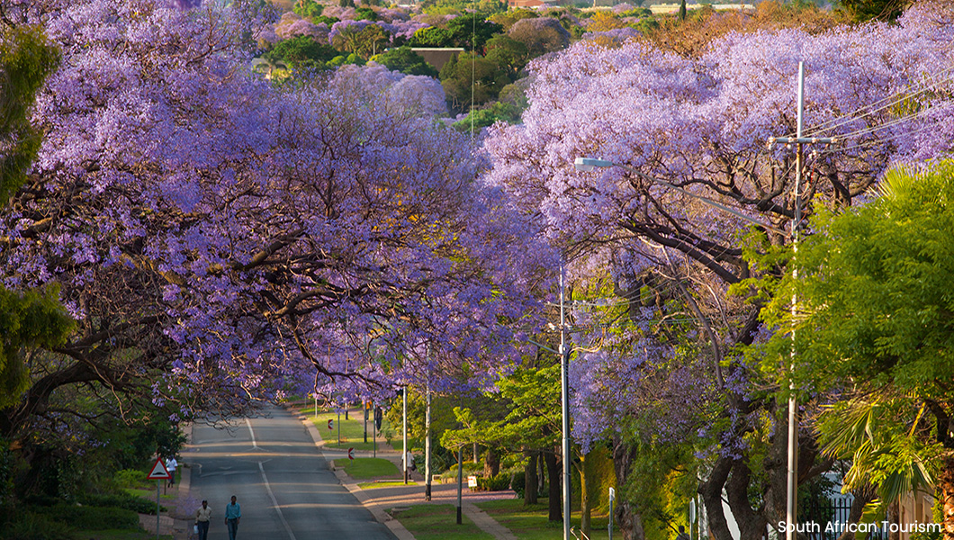 Jacaranda Trees in South Africa Jacaranda Trees in South Africa