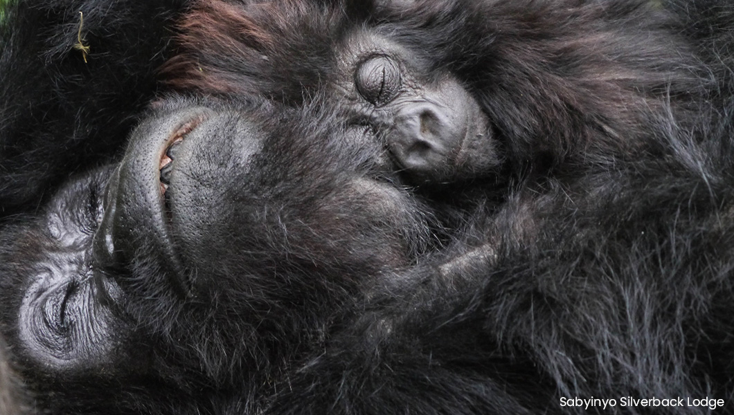 Gorillas Close Up in Rwanda