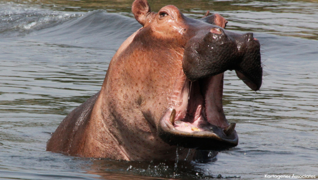 Hippo in Rwanda