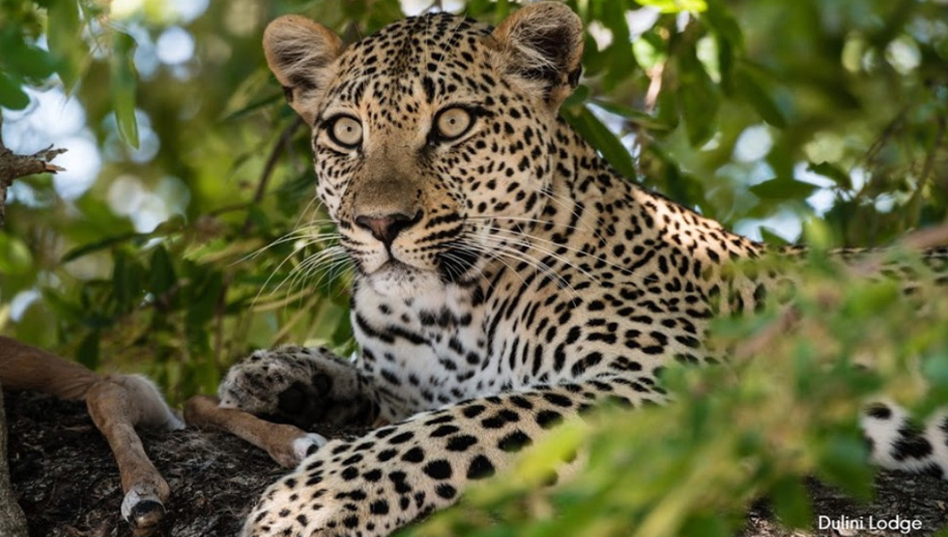 Leopard seen on safari at Dulini