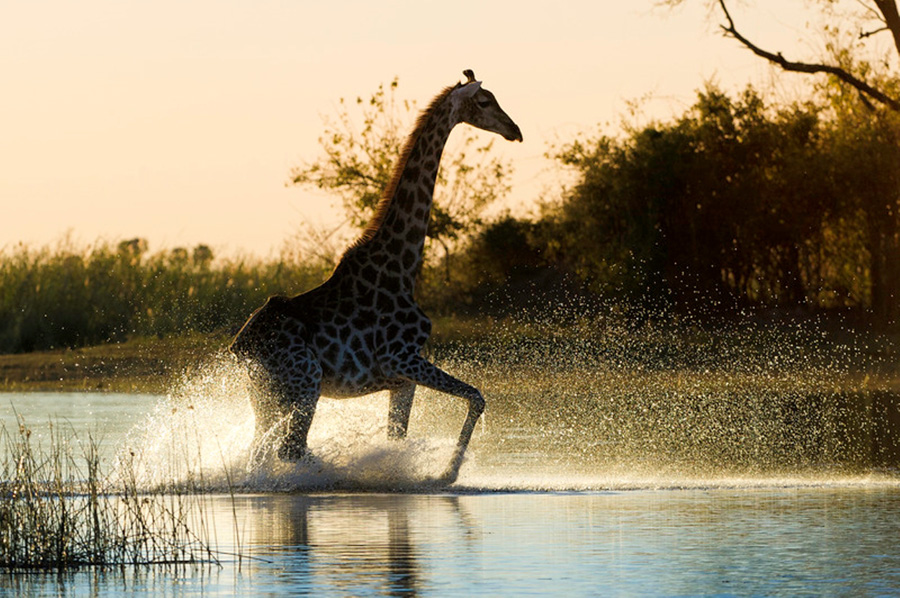 Giraffe walking in Water in Linyanti, Botswana