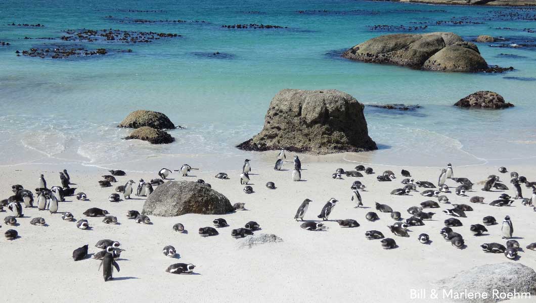 African Penguins at Boulders Beach, South Africa