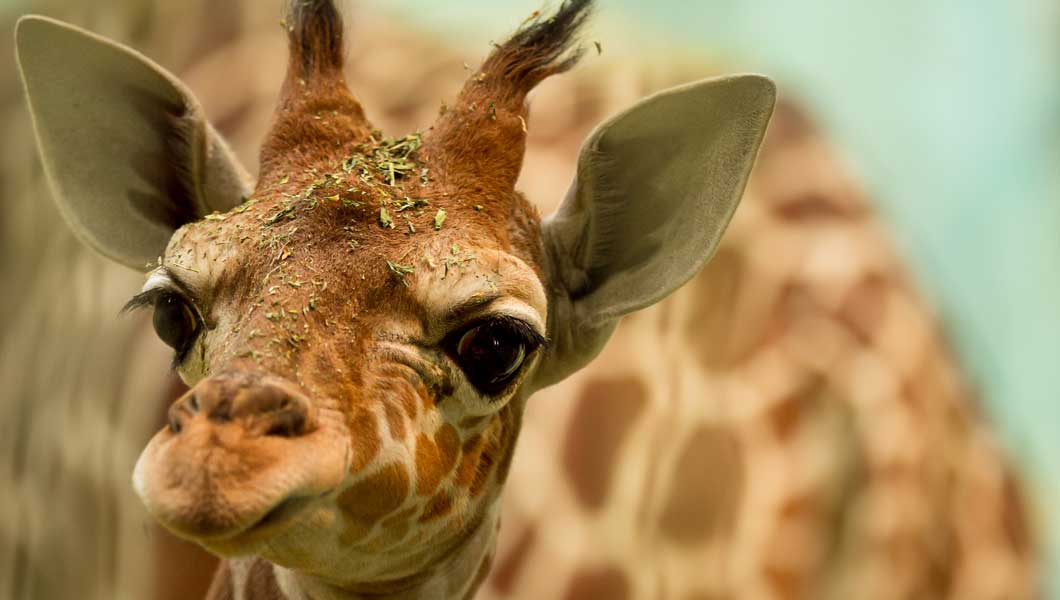 African Dream Honeymoon African Dream Honeymoon