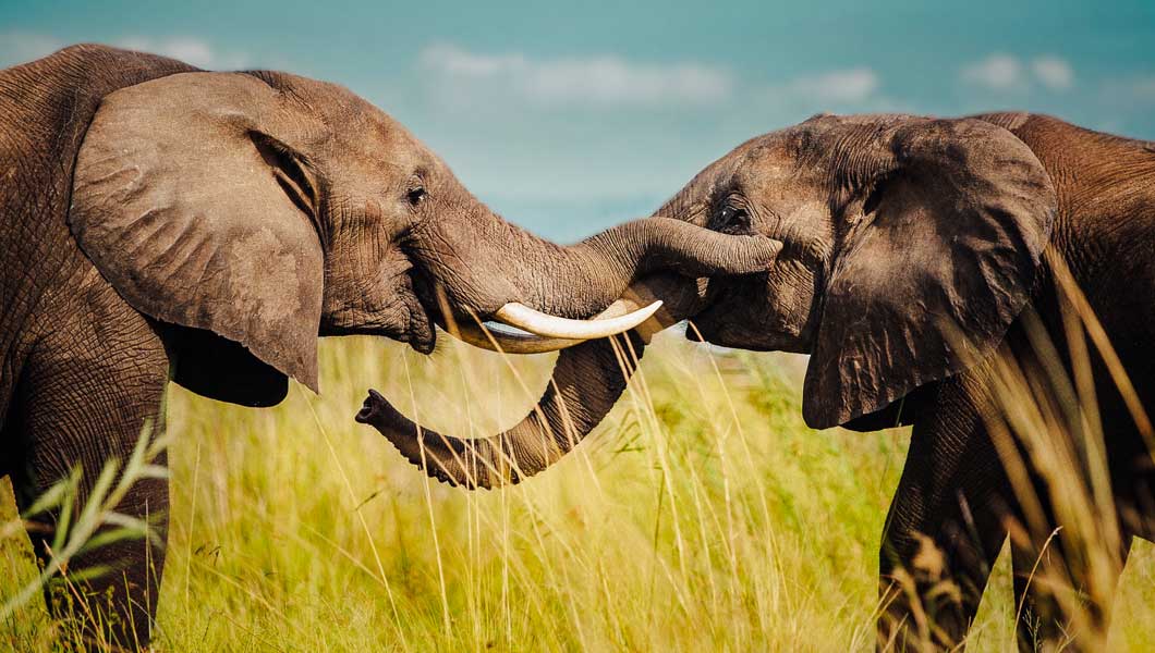 South Africa in Absolute Style South Africa in Absolute Style