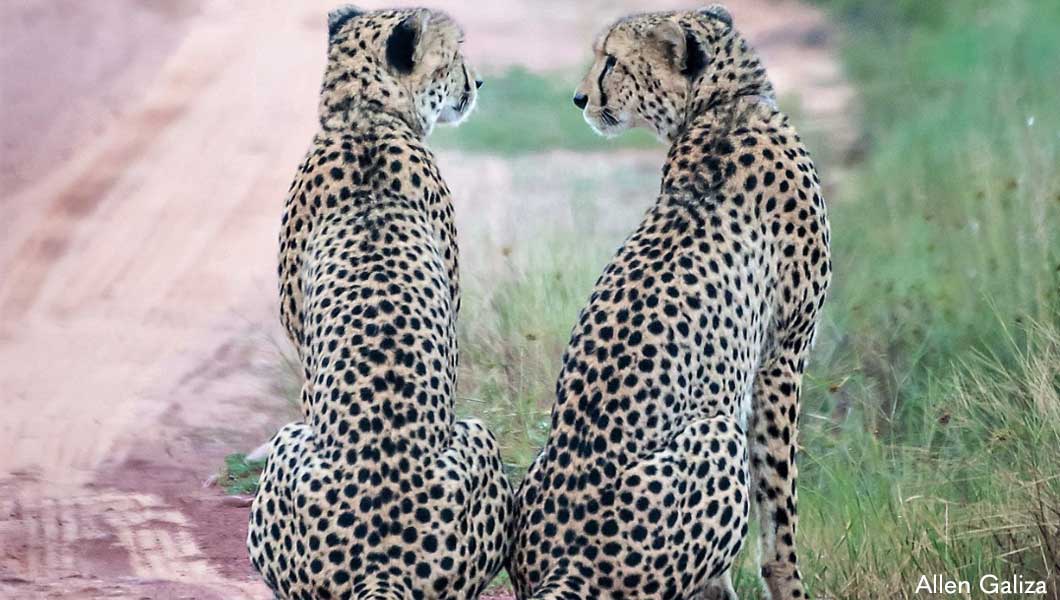 Cheetah - Allen Galiza Cheetah - Allen Galiza